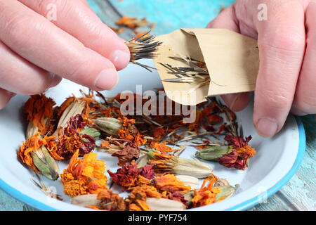 Tagetes.. Ringelblume Saatgut aus getrockneten Samen Köpfe genommen gespeichert in Umschlag für zukünftige Pflanzung, Herbst, Großbritannien Stockfoto