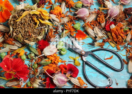 Saatgut gespart. Das Sammeln und Speichern von Blumen Samen: studentenblume (Tagetes), sunflowe (Helianthus annuus), Kapuzinerkresse (tropaeolum) Liebe in einem Nebel (Nigella), Stockfoto