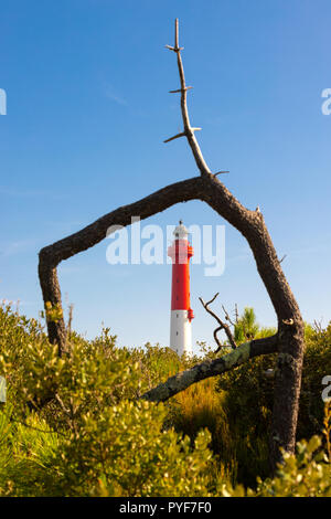 La Coubre Leuchtturm in einer natürlichen gerahmte Pine Tree Trunk, Charente Maritime, Frankreich Stockfoto