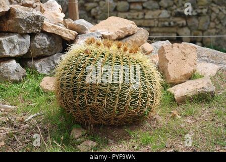 Eine goldene Kugel Kaktus (Mexiko) wächst im Kloster von Puig de Maria in Pollença auf der spanischen Insel Mallorca. Stockfoto