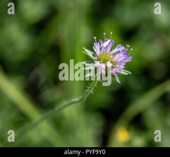 Bunte outdoor Natur Nahaufnahme Bild eines isolierten Rotklee wilde Blume auf natürlichen, grünen Hintergrund an einem sonnigen Sommertag verschwommen Stockfoto