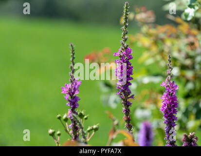 Bunte outdoor Natur Nahaufnahme floralen Bild der Blutweiderich blüht im Garten, an einem heißen Sommertag mit natürlichen unscharfen Hintergrund Stockfoto