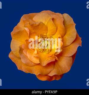 Kunst Stillleben Farbe Top view Makro Blume Bild eines isolierten orange weit geöffnete Rosenblüte mit detaillierten Textur im Vintage Stil Stockfoto