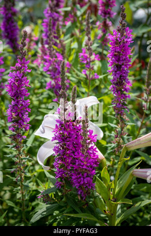 Bunte outdoor Natur Nahaufnahme floralen Bild von einem Feld von blutweiderich in einem Garten an einem Sommertag mit natürlichen unscharfen Hintergrund Stockfoto