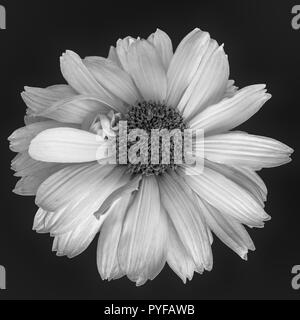 Kunst Stillleben monochropme schwarze und weiße Blumen Makro einer isolierten blühenden Wide Open falsch/heliopsis Blüte mit detaillierten Textur Stockfoto