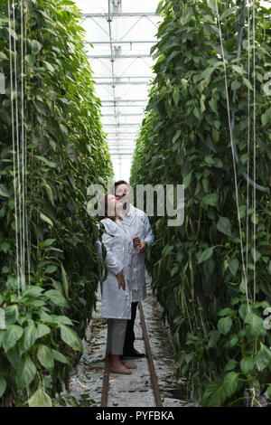 Suchen Wissenschaftler an Pflanzen im Gewächshaus Stockfoto