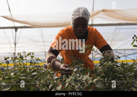 Worker Prüfung Blaubeeren in blueberry Farm Stockfoto