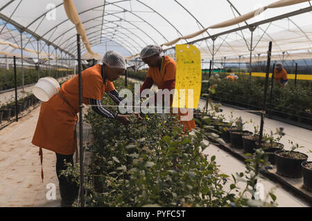 Arbeitnehmer arbeiten in blueberry Farm Stockfoto