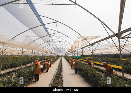 Arbeitnehmer arbeiten in blueberry Farm Stockfoto