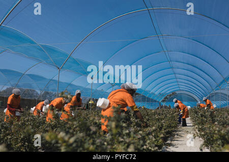 Arbeitnehmer arbeiten in blueberry Farm Stockfoto