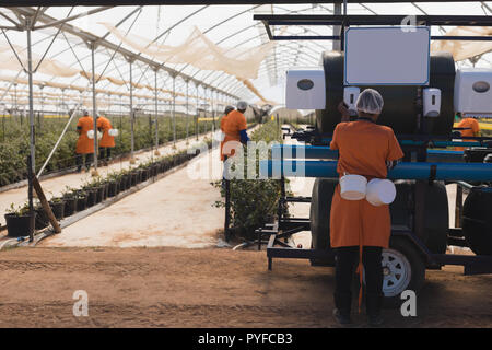 Arbeitnehmer arbeiten in blueberry Farm Stockfoto