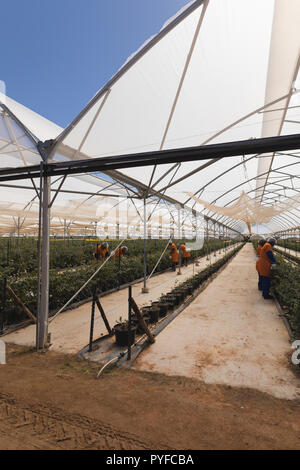 Arbeitnehmer arbeiten in blueberry Farm Stockfoto