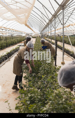 Arbeitnehmer arbeiten in blueberry Farm Stockfoto