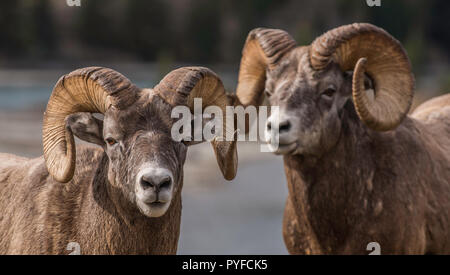 Dickhornschafe Rams (Ovis canadensis), Jasper NP, Alberta, Kanada, von Bruce Montagne/Dembinsky Foto Assoc Stockfoto