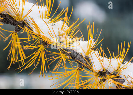 Western Lärche (Larix occidentalis), Peter Lougheed Provincial Park, Alberta, Kanada, von Bruce Montagne/Dembinsky Foto Assoc Stockfoto