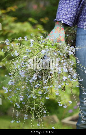 Myosotis. Verbrachte Vergissmeinnicht Pflanzen sind durch eine weibliche Gärtner ausgedünnt, um Reiche selbst Säen, England, UK verhindern Stockfoto