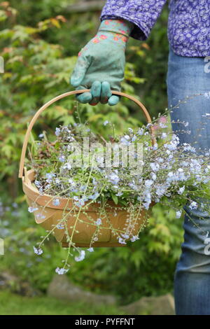 Myosotis. Verbrachte Vergissmeinnicht Pflanzen sind durch eine weibliche Gärtner ausgedünnt, um Reiche selbst Säen, England, UK verhindern Stockfoto