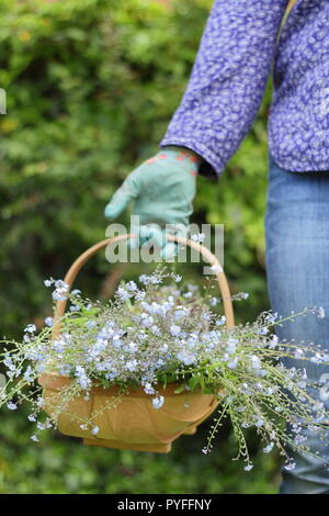 Myosotis. Verbrachte Vergissmeinnicht Pflanzen sind durch eine weibliche Gärtner ausgedünnt, um Reiche selbst Säen, England, UK verhindern Stockfoto