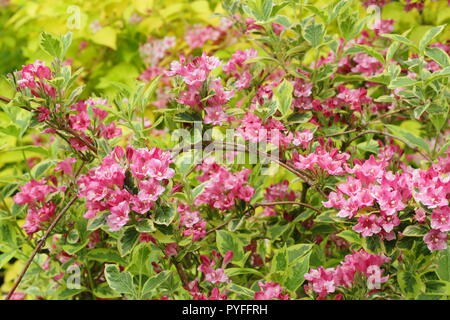 Weigela 'Wessex Gold' Blüte in einem Englischen Garten, Sommer, Großbritannien Stockfoto
