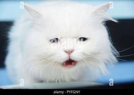 Weiße Katze mit lustigen Gesichtsausdruck Stockfoto