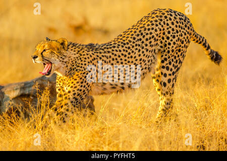 Elegante cheetah öffnet den Mund Zähne beim Gehen in der Savanne. Acinonyx jubatus, Familie der Feliden, Madikwe, Südafrika. Stockfoto