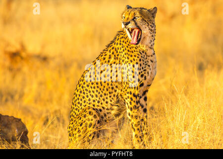 Afrikanische Geparden sehr verärgert zeigt Zähne in der Savanne trockenen Jahreszeit. Acinonyx jubatus, Familie der Feliden, Madikwe, Südafrika. Stockfoto