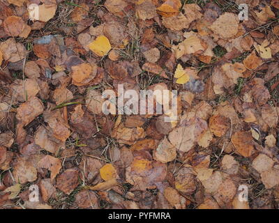 Gefallenen trockene Blätter im Herbst liegen auf dem Rasen. Herbst. Stockfoto