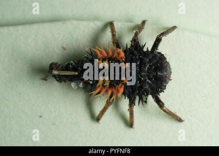 Harlequin ladybird Larve, Harmonia axyridis Stockfoto