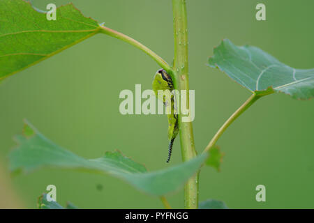 Puss Moth Caterpillar, Cerura vinula Stockfoto