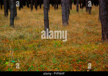 Zusammensetzung von Pine Tree trunks Überstand in einen Landschaftspark. Das Foto zeigt die Baumstämme. Stockfoto