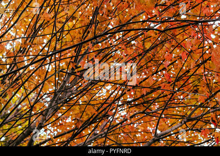 Bäume und Blätter anzeigen schöne Herbstfarben. Stockfoto