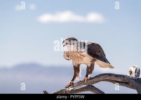 Ausgebildete captive eisenhaltigen Hawk, Buteo regalis, Arizona Sonora Desert Museum, Tucson, Arizona, USA Stockfoto