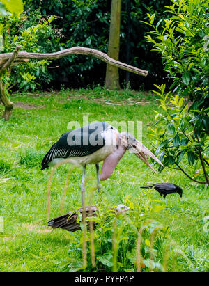 Marabu (Leptoptilos crumenifer) steht mit seiner Rechnung öffnen. Stockfoto