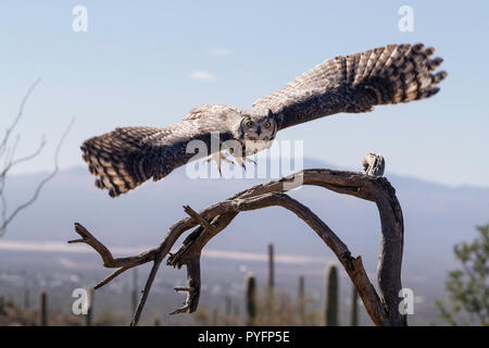 Ausgebildete captive Great horned Owl, Bubo virginianus, Arizona Sonora Desert Museum, Tucson, Arizona, USA Stockfoto