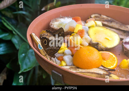 Caligo Atreus, der gelb umrandeten Riesen Eule, Obst essen, ventrale Ansicht. Eule Schmetterlinge, die Gattung Caligo (Dunkelheit), sind für ihre riesigen halmbruch bekannt Stockfoto