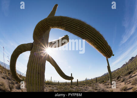 Saguaro Kaktus, Carnegiea gigantea, in der Sonora Wüste, Sweetwater bewahren, Tucson, Arizona, USA Stockfoto