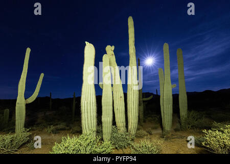 Vollmond auf Saguaro Kaktus, Carnegiea gigantea, Sweetwater bewahren, Tucson, Arizona, USA Stockfoto