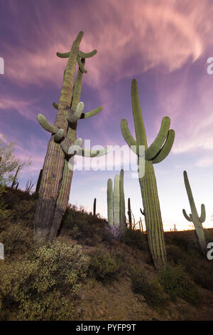 Gigantischen Saguaro Kaktus, Carnegiea gigantea, in der Dämmerung im Sweetwater bewahren, Tucson, Arizona, USA
