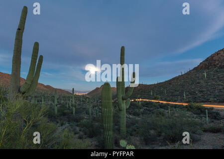 Gigantischen Saguaro Kaktus, Carnegiea gigantea, unter Vollmond an Toren Pass in die Tucson Berge, Tucson, Arizona, USA.