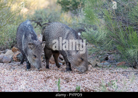 Nach javalinas, Collared peccary, Pecari tajacu, in der Sonoran Wüste Vororten von Tucson, Arizona, USA Stockfoto