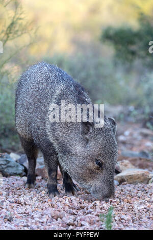 Nach javalina, Collared peccary, Pecari tajacu, in der Sonoran Wüste Vororten von Tucson, Arizona, USA Stockfoto