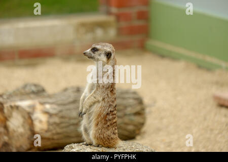 Erdmännchen im Tierheim auf der Isle of Wight Stockfoto