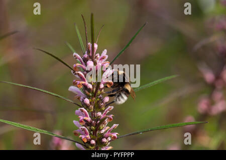 Leonurus sibiricus, die gemeinhin als honeyweed oder Siberian Motherwort, ist eine krautige Pflanzenarten heimisch in China, der Mongolei und Sibirien. Stockfoto