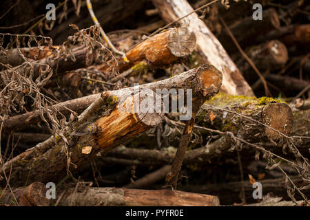 Einen großen Stapel Holz in einem Wald warten zu Biokraftstoff umgewandelt werden Stockfoto