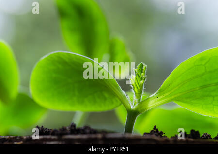 Junge Triebe Zucchini im Frühling, close-up Stockfoto