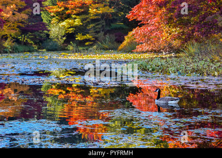 Kanada Gans anfd fallen Überlegungen im Teich, VanDusen Botanical Garden, Vancouver, British Columbia, Kanada Stockfoto