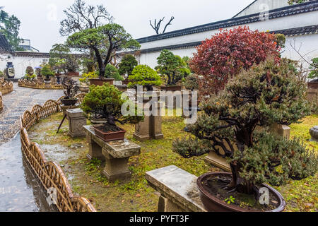 Bonsai in hte Humble Administrator Garten, Suzhou, China Stockfoto