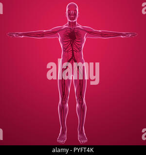 Menschliche Körper x-ray Ansicht des Kreislaufsystems mit Herz Arterien und Venen. Anatomie und Durchblutung, 3D-Rendering Stockfoto