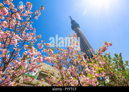 Tokyo, Japan - 19. April 2017: Tokyo Skytree und Kirschbaum in voller Blüte. Tokio Skytree ist der höchste Turm der Welt, Rundfunk und Aussichtsturm in Sumida Bezirk. Blau sonnigen Himmel. Stockfoto