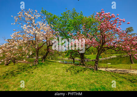 Blühenden Kirschbaum in Hamarikyu Park von Tokio, Japan. Orientalische japanischer Garten während der HANAMI. Tokio Skyline auf verschwommenen Hintergrund. Feder Konzept, das Leben im Freien und entspannen. Stockfoto